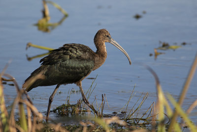 Bronsibis/Glossy Ibis