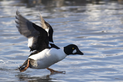 Knipa/Goldeneye