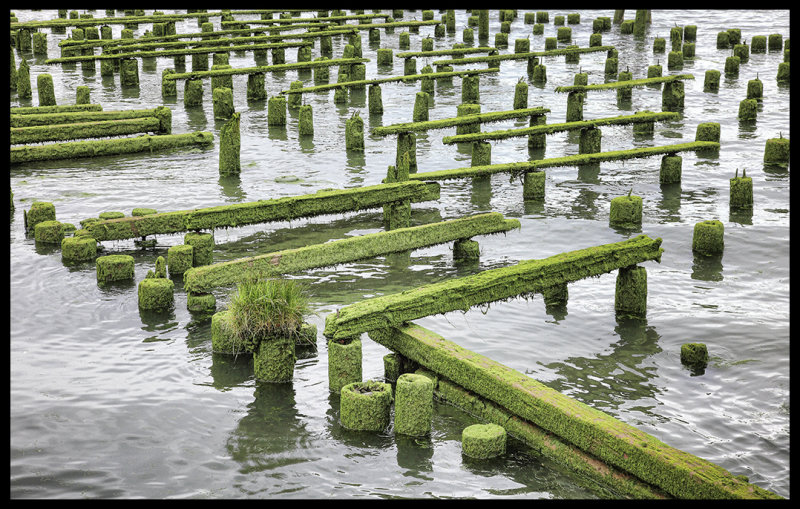 Mossy Decor