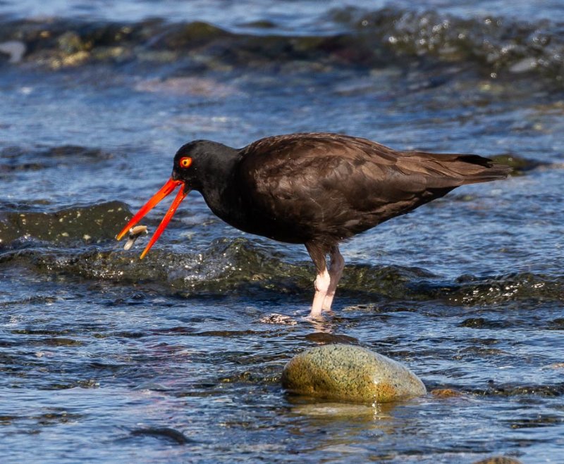 American Oyster Catcher Catches Clam