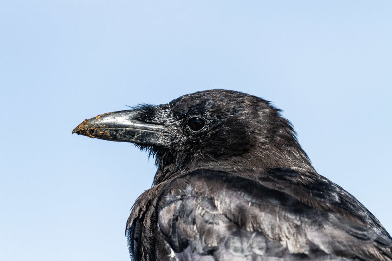 Close Crow