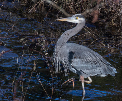 <br>March 2022<br>Blue Heron Food Search