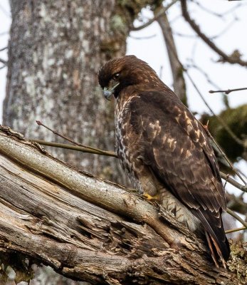 March 2022Red Tailed Hawk