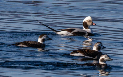 March 2022Long-tailed Duck