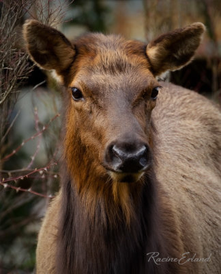 March 2022Roosevelt Elk -  Cow