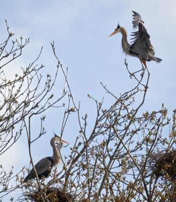March 2022Great Blue Herons Nesting