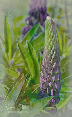 June 2022Lupine on Canvas
