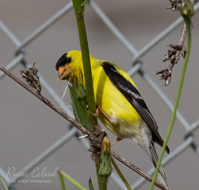 July 2022American GoldfinchGathering Nesting Material