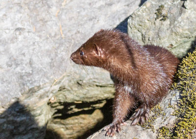 Otter and Mink