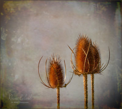 Racine Erland<br>September 2020<br>Teasel