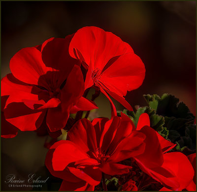 Racine Erland<br>October 2022<br>Still Blooming