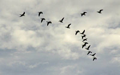 GEESE ON THE MOVE