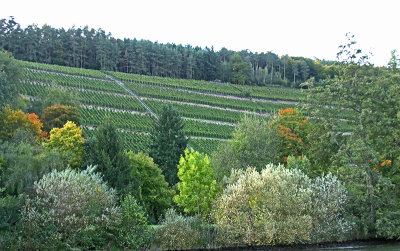 RHINE VINEYARDS