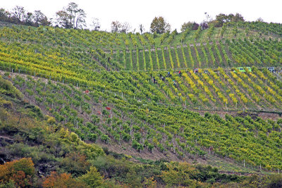 WINE PRODUCERS ALONG THE RHINE