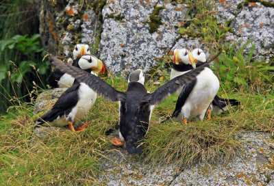 PUFFIN QUARTET IN REHERSAL