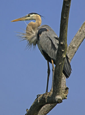 BLUE HERON AND PUFF OF WIND