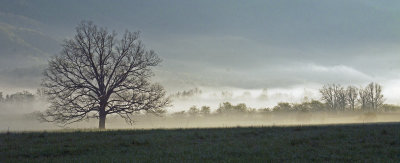 THE TREE,  SMOKY MTN. NP