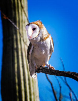 Desert Museum #19