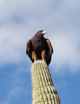 Desert Museum #21