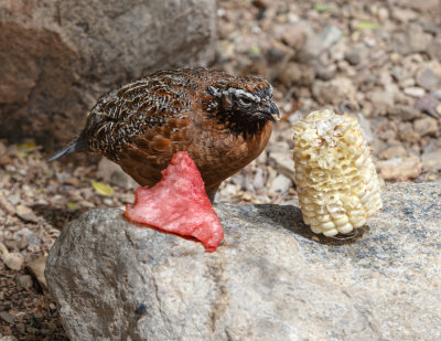 Guinea Fowl