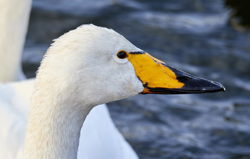 Whooper Swan