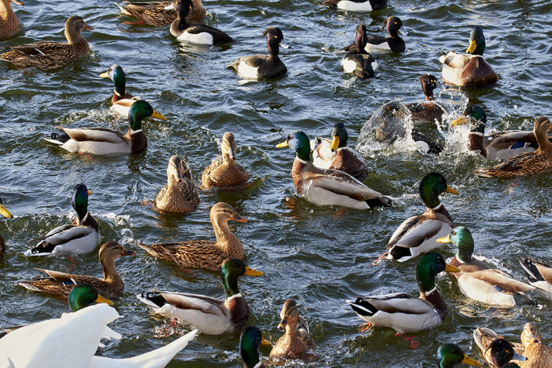 Mixed birds