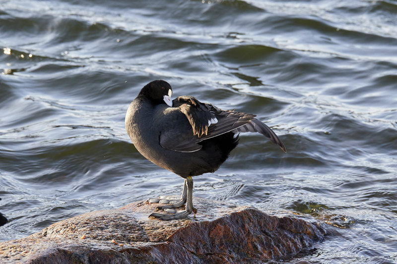 Common Coot
