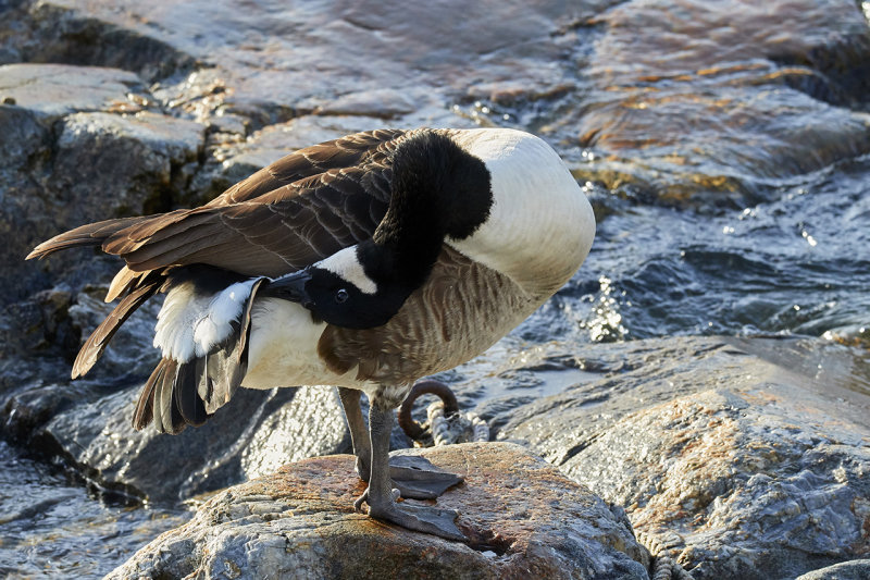 Canada Goose