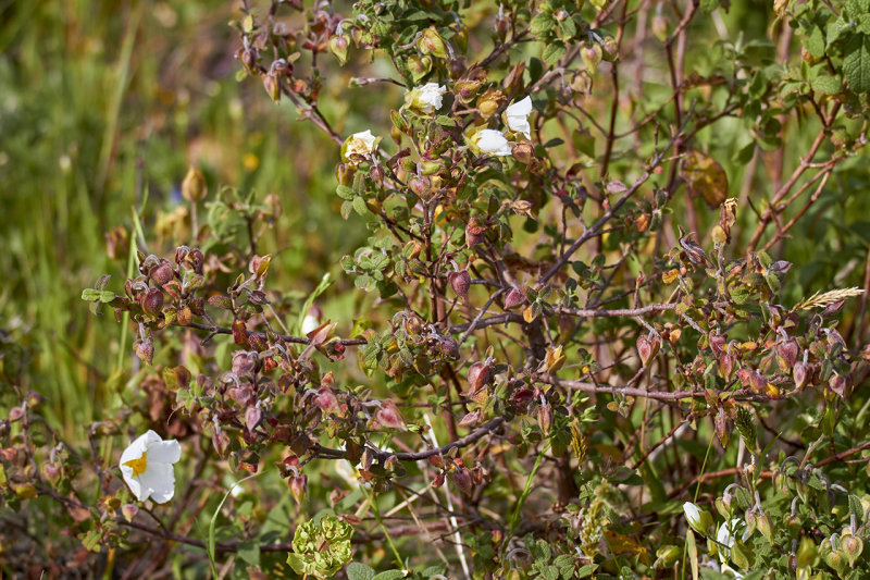 Salvia Rockrose<br/>Cistus salviifolius