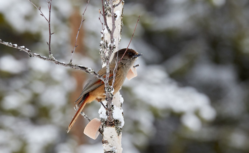Siberian jay