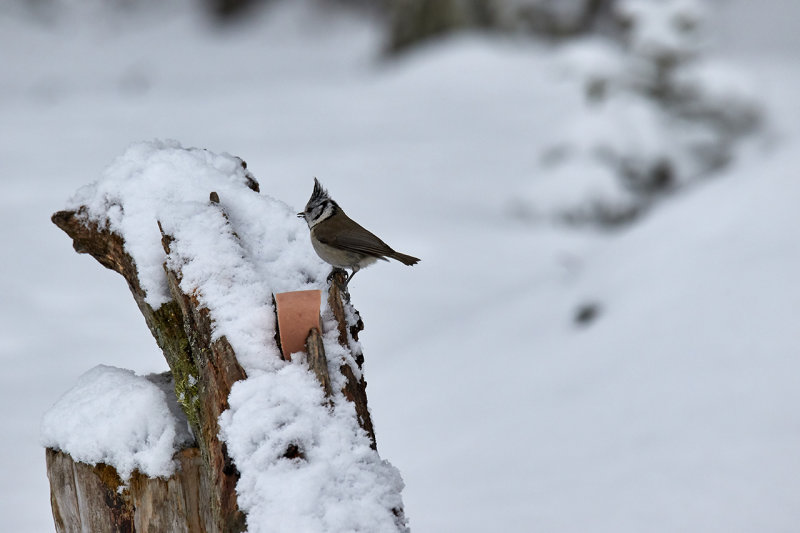 European Crested Tit