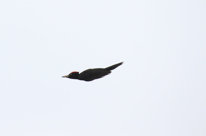 Black woodpecker