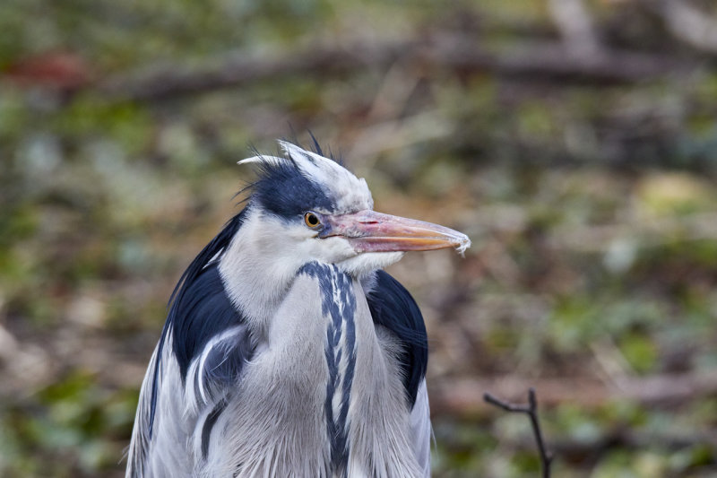 Grey Heron