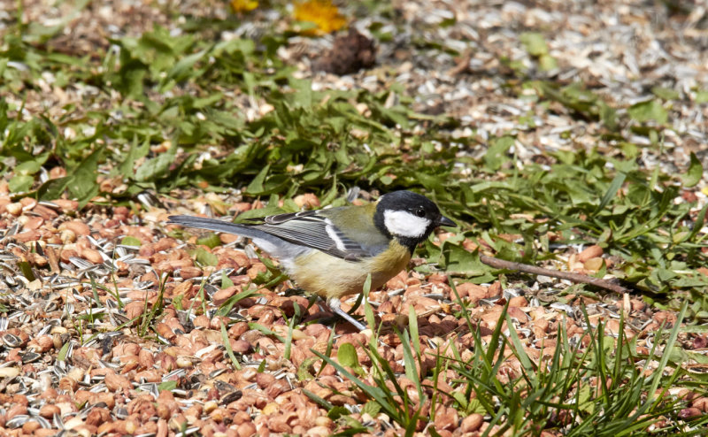 Great Tit