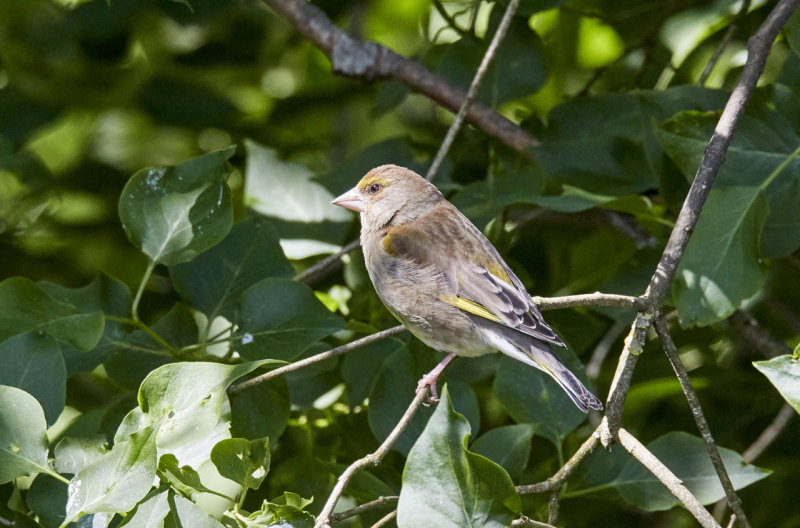 European Greenfinch