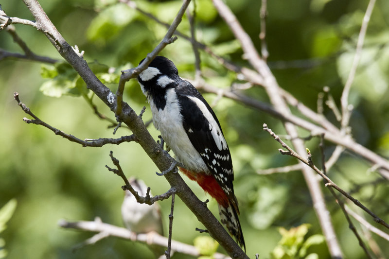 Great Spotted Woodpecker