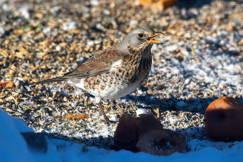 Bjrktrast<br/>Fieldfare<br/>Turdus pilaris