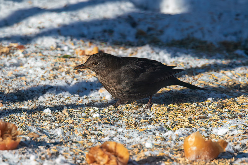 Eurasian Blackbird