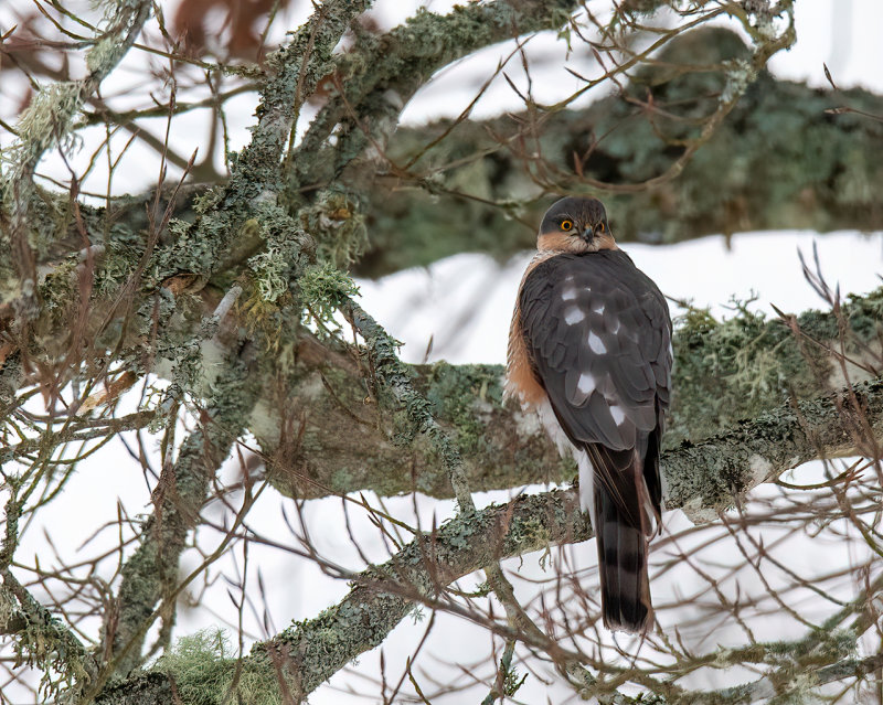 SparvhkEurasian SparrowhawkAccipiter nisus