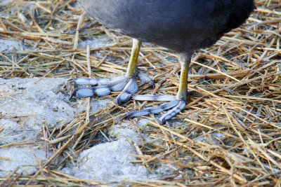 SothnaEurasian CootFulica atra