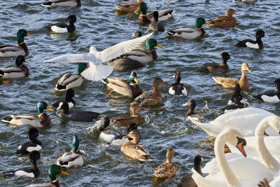 Fglar vid matningen.Birds at feeding place.