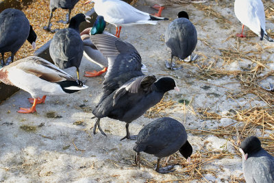 Fglar vid matningen.Birds at feeding place.
