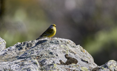 Citronsiska<br/>Citril Finch<br/>Carduelis citrinella