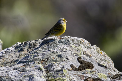 CitronsiskaCitril FinchCarduelis citrinella