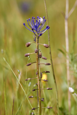 FjderhyacintTassel Grape HyacinthMuscari comosum