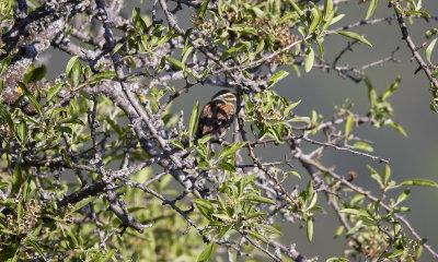 Hcksparv<br/>Cirl Bunting<br/>Emberiza cirlus