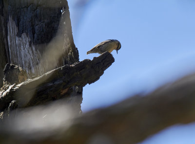 Korsikans ntvckaCorsican NuthatchSitta whiteheadi