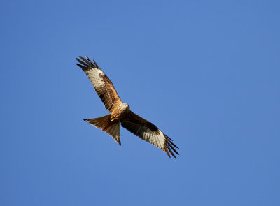 Rd glada<br/>Red Kite<br/>Milvus milvus