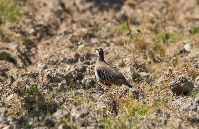 RdhnaRed-legged PartridgeAlectoris rufa