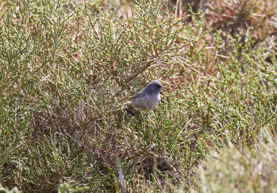 Sardinsk sngareMarmora's WarblerSylvia sad